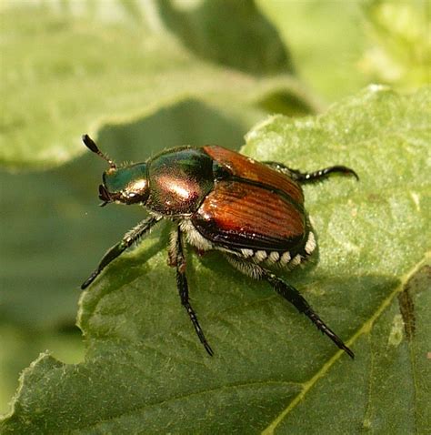 japanese beetles  hops   northeast whats hoppening musings