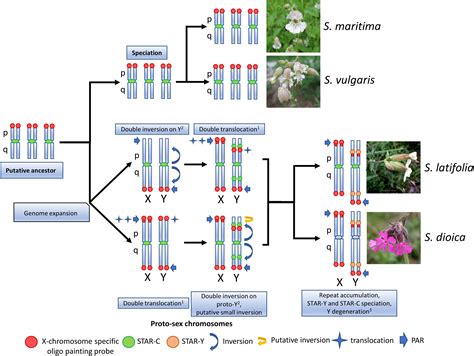 Frontiers The Formation Of Sex Chromosomes In Silene Latifolia And S