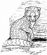 Cheetah Baby Coloring Pages Coloringbay Pdf sketch template