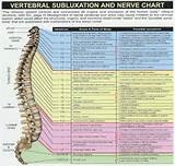 Images of Spinal Nerve Root Chart