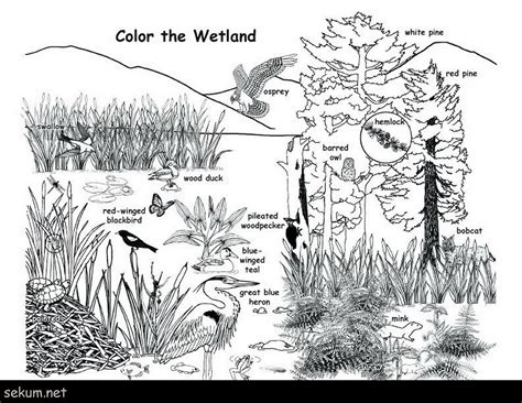 coloring pages animal habitats   gambrco