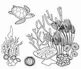 Coloring Reef Sea Malvorlagen Fishcoloring Tropical Vectors sketch template