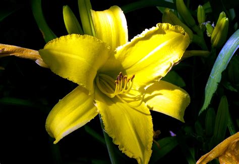 picture yellow lily flower