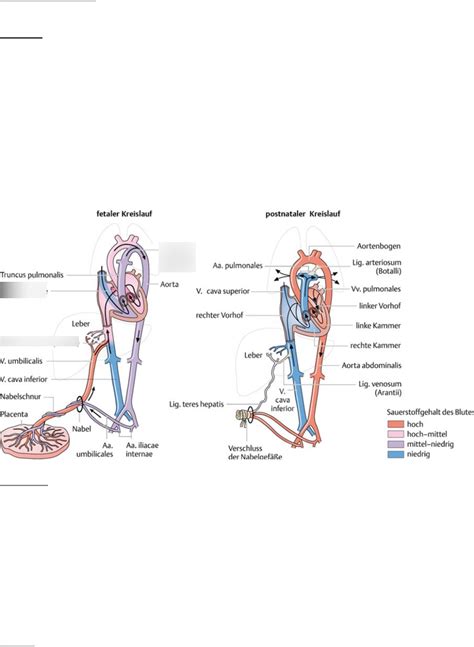 fetaler kreislauf diagram quizlet