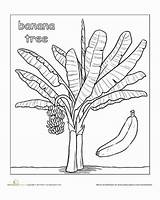Colorear Plátano Fairtrade Platano Acrílico Bananas Tropicales Bocetos árbol Selva sketch template