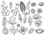 Succulent Drawing Line Cactus Outline Succulents Drawings Flower Suculentas Para Colorear Mandalas Tattoo Background Color Hand Drawn Plantas Creativemarket Dibujos sketch template