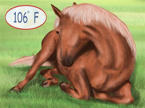 cool  horse  pictures wikihow