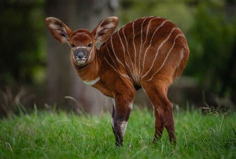 worlds rarest mammals  birth  beautiful calf