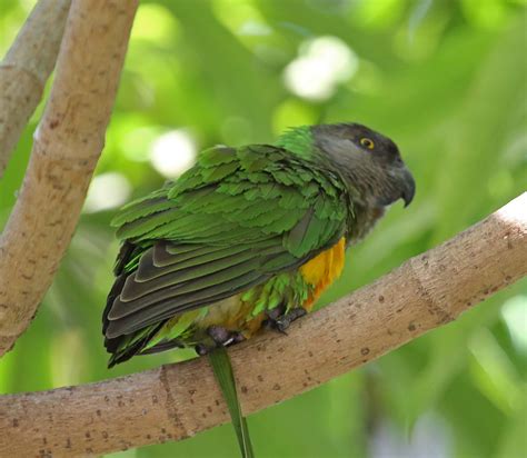 pictures  information  senegal parrot