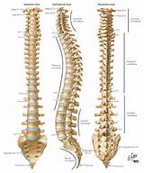 Compared To The Vertebral Column The Spinal Cord Is