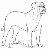 Coloring Bullmastiff Pages Mastiff Dog Color Rottweiler Printable Greyhound Bull Supercoloring Dogs Kids Drawings Designlooter Template Version Click Cartoon Animals sketch template