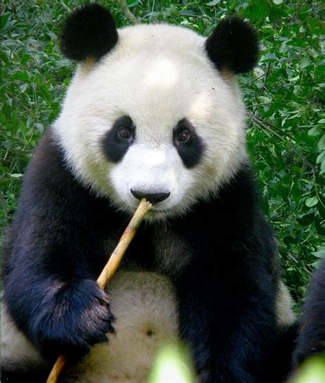 panda bear animals photo  fanpop