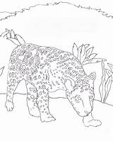 Jaguar Coloring Caroline Arnold Books sketch template