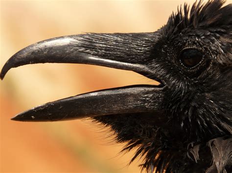 free images wing wildlife horn beak usa fauna crow close up birds head vertebrate