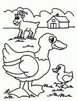Coloring Pages Macdonald Farm Had Old Related sketch template