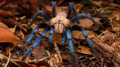 malaysian tarantula