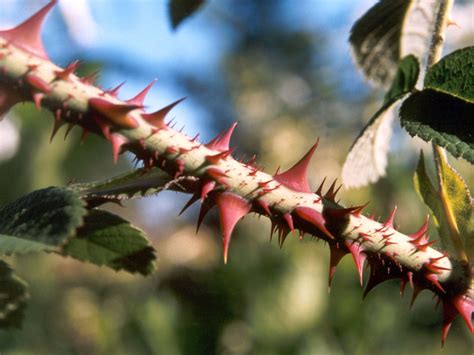 produce thorns  thistles     genesis