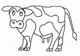 Sapi Mewarnai Sketsa Hewan Colorir Menggambar Kolase Vaca Binatang Warnaigambartk Divertidos Kekinian Koleksi Ini Cows sketch template