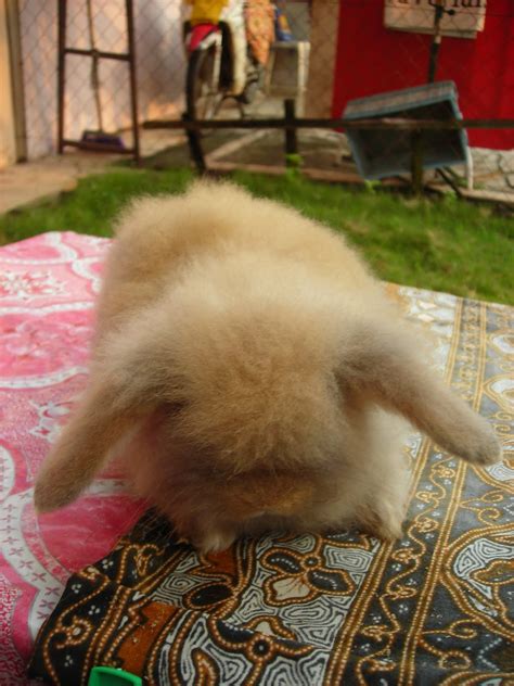 rabbit blog   peanut