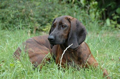 treeing tennessee brindle  hanover hound breed comparison