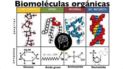 Biomoléculas Presentes En Células Orgánicas Carbohidratos Lípidos