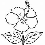 Hibiscus Flower Coloring Clipart Mewarnai sketch template