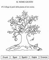 Albero Parti Classe Dell Seconda Da La Per Scienze Bambini Esperimenti Scienza Bacheca Scegli Una Attività sketch template