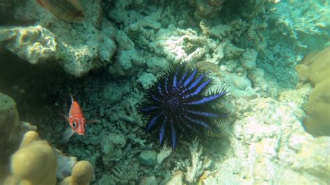 crown  thorns starfish acanthaster planci  cots feeding  reef