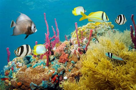 colored underwater marine life   coral reef stock image image