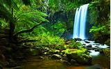 Brazil Rainforest Pictures