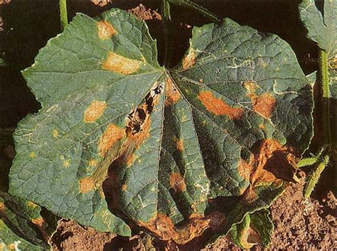 Anthracnose Vegetable Resources Vegetable Resources