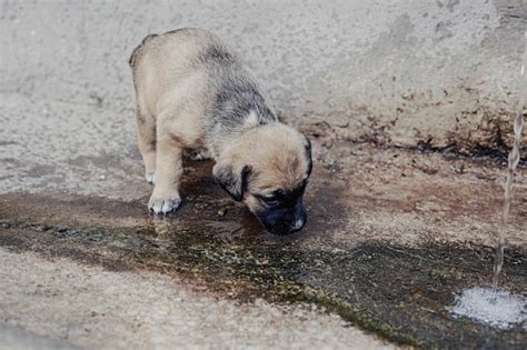 beautiful  cuddly english mastiff puppy drinking water   fountain stock photo