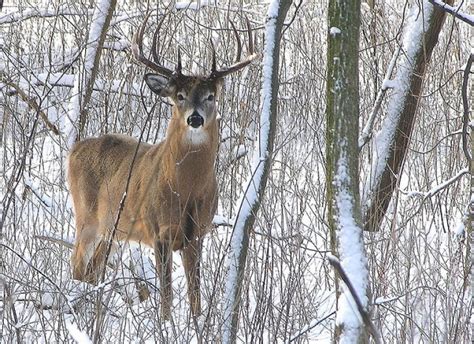 Art Lander’s Outdoors White Tailed Deer Population