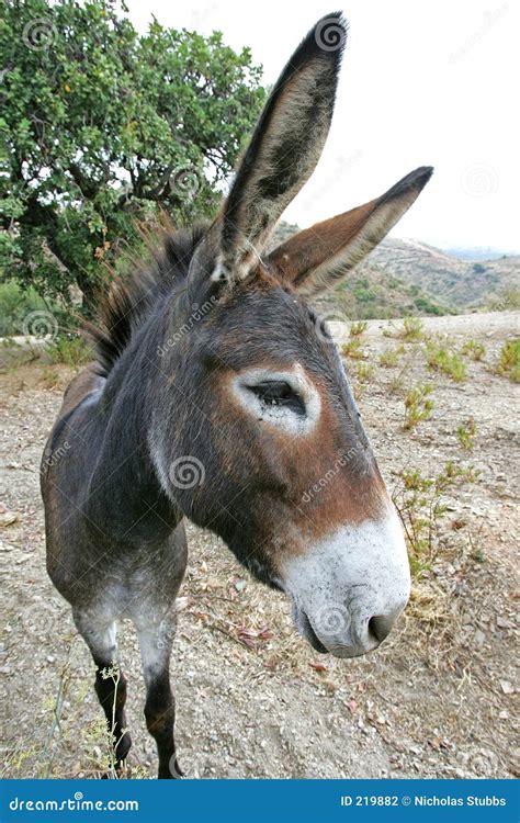 close   spanish donkey  big ears stock photography image
