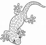 Gecko Leopard Printables Exotic Lizard Coloringpagesfortoddlers Doghousemusic sketch template