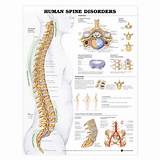 Structure Of The Spine Pictures