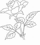 Coloring Pages Realistic Flower Rose Getcolorings Colornimbus sketch template