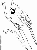 Oiseau Cardinal Oiseaux Salvajes Exoticas Cardinals Greluche Passarinhos Imagui Passaros Marcadores Passarinho sketch template