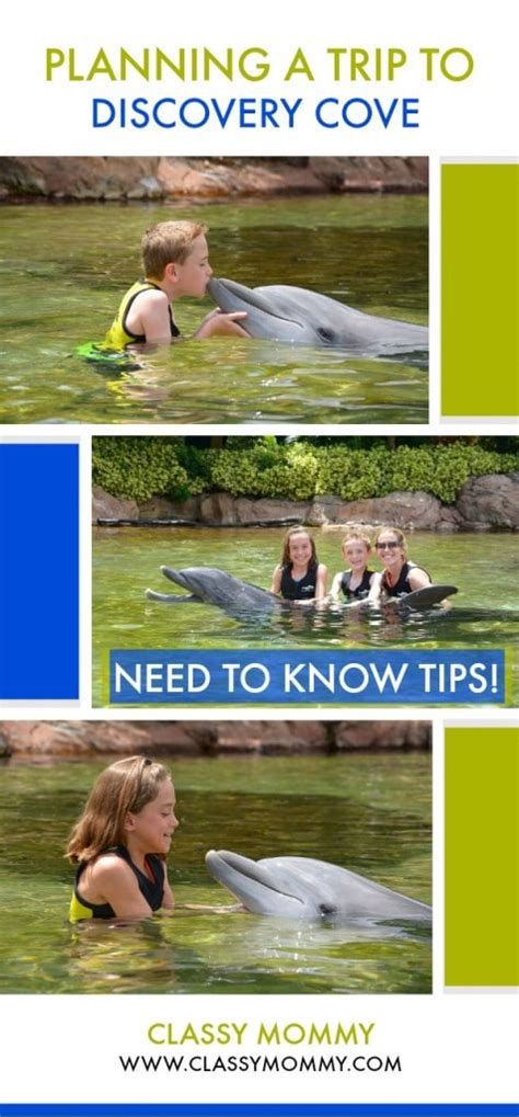 details on swimming with dolphins at discovery cove discoverycove