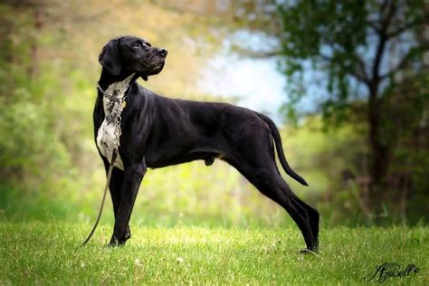 pointer dog breed info guide care