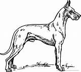 Hunde Ausmalbilder Ausmalbild Heilpaedagogik Tiere Malvorlage sketch template