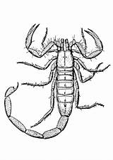 Scorpion Skorpion Kolorowanka Colorat Escorpiones Planse Scorpioni Kolorowanki Gra Insecte sketch template