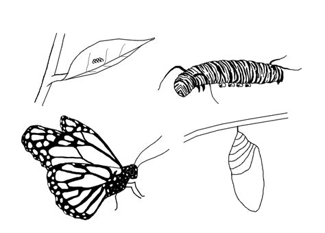coloring pages caterpillar  butterfly butterfly  caterpillar