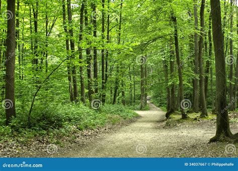 forest  france royalty  stock photography image