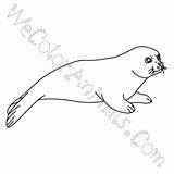 Coloring Harp Seal Pages Click sketch template