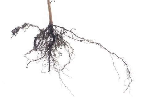 stock image  fibrous root system   plant sciencestockphotoscom