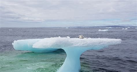 dramatic rescue of arctic fox from an iceberg after it