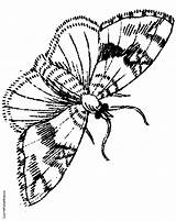 Moth Coloring Pages 756px 27kb Color sketch template