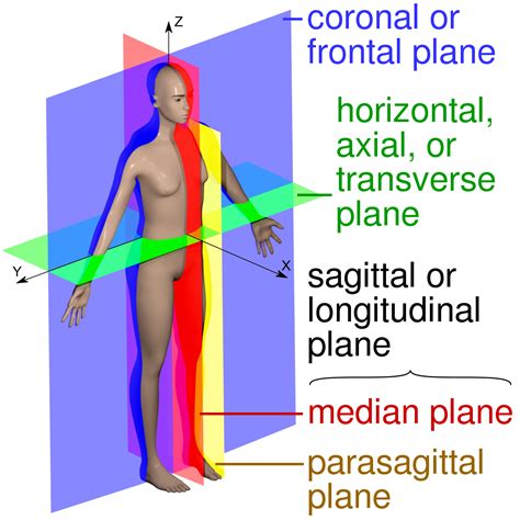 transumbilical plane wikipedia