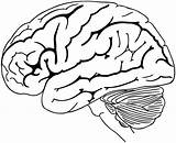 Drawing Cerebro Cerebral Cord Spinal Depression Colouring Nervioso Tronco Kunjungi Psicologia Pngitem Nerves Cranial Neurons Brainstem Pngegg Facil Clipartkey Anyrgb sketch template